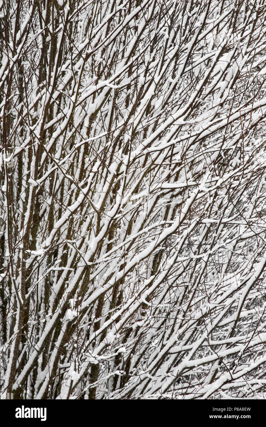 Les branches enneigées, Tarset, parc national de Northumberland, UK Banque D'Images