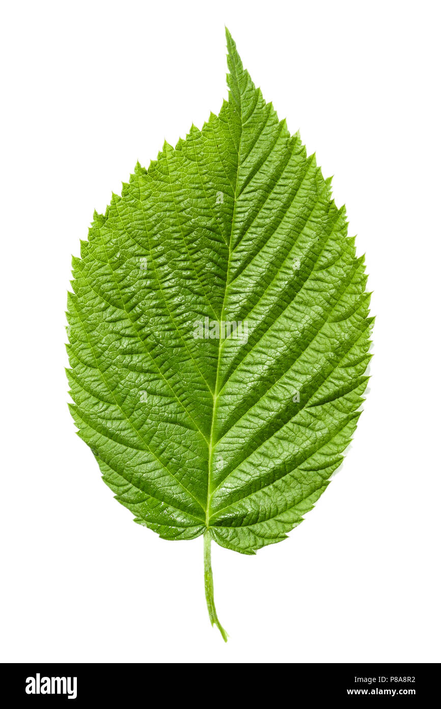 Vert framboise feuilles isolées sur fond blanc Banque D'Images