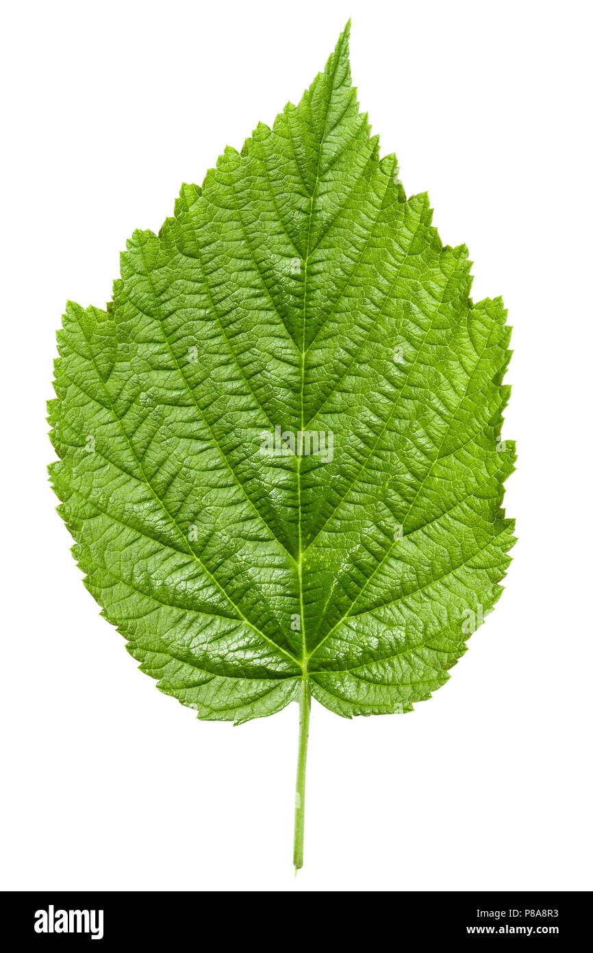 Vert framboise feuilles isolées sur fond blanc Banque D'Images