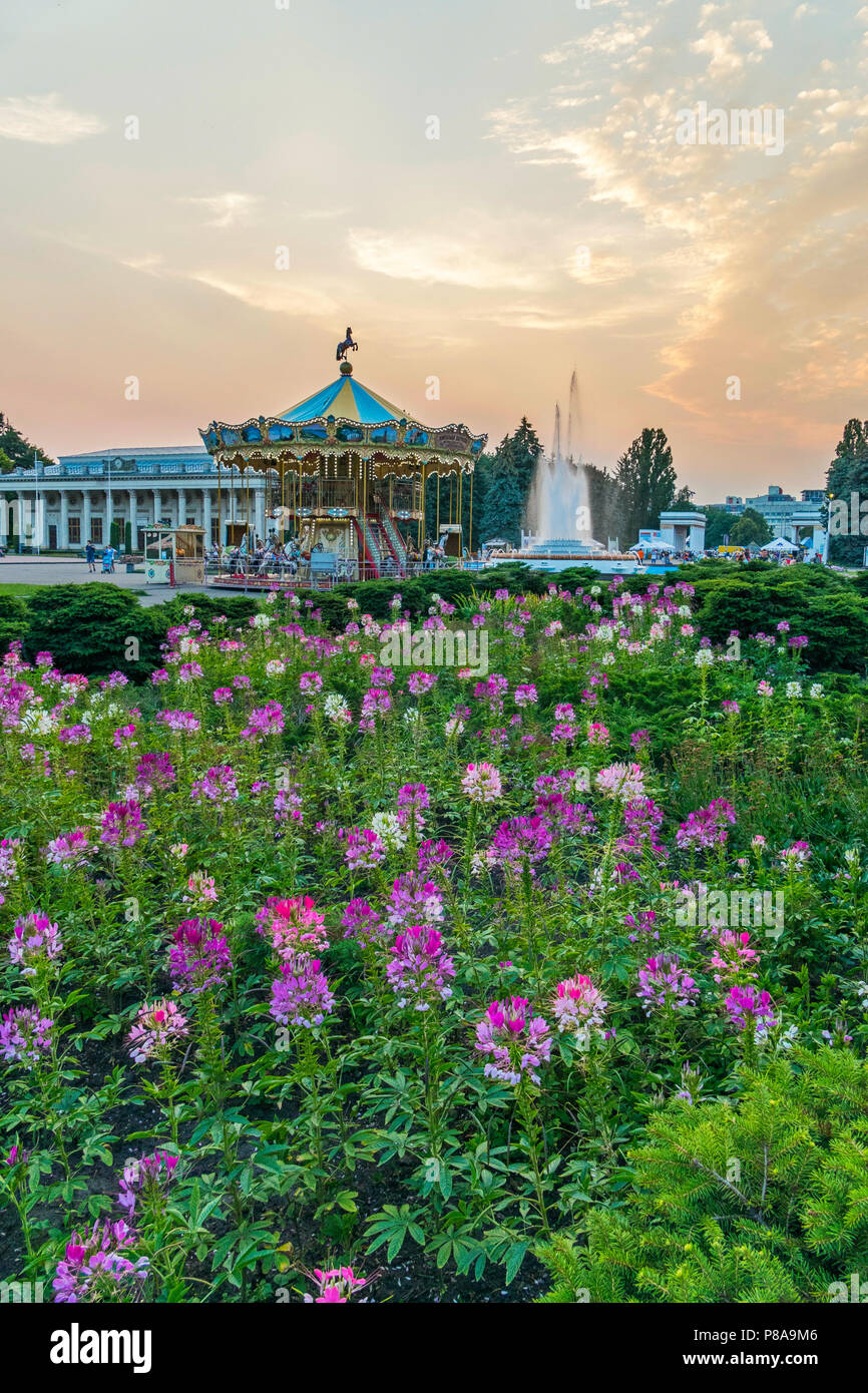 Une fleur de lupin rose près de la place avec un grand carrousel et une grande fontaine . Pour votre conception Banque D'Images