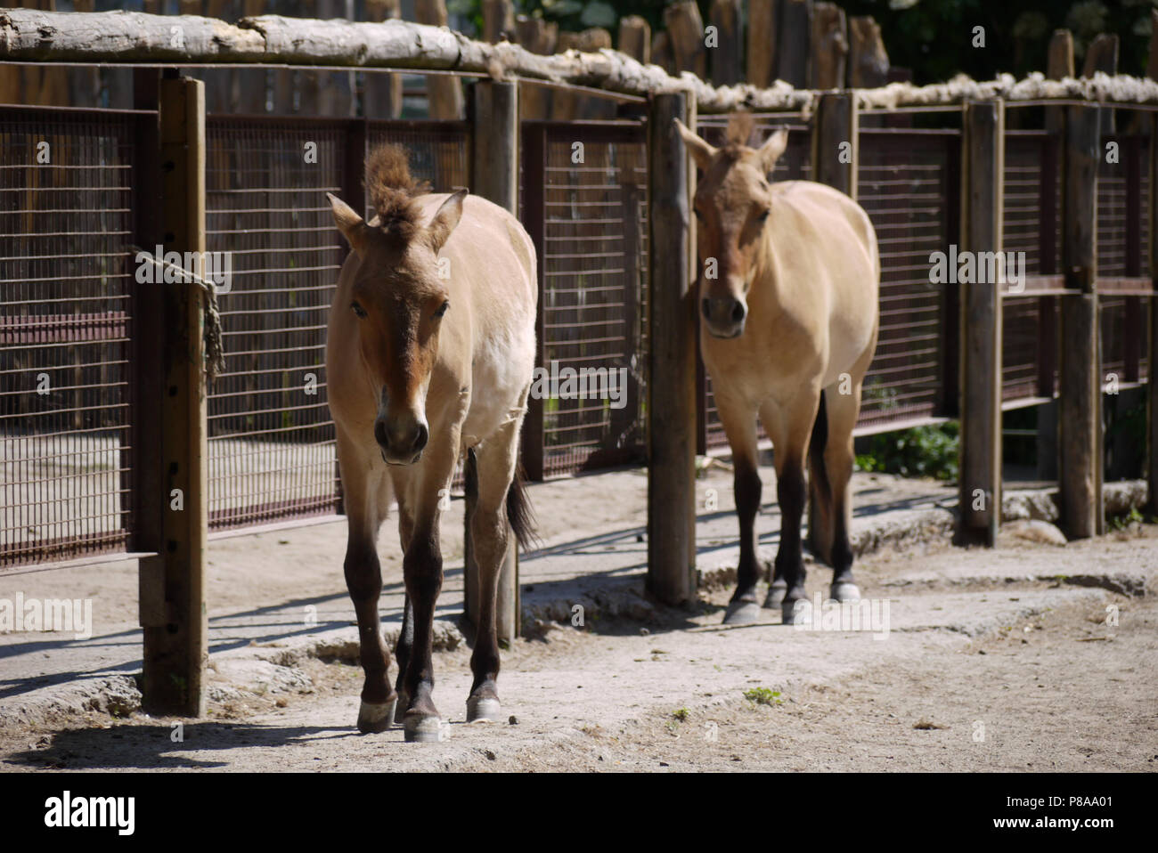 Deux petits ânes triste a diminué à partir de travaux. L'un des plus hardy animaux . Pour votre conception Banque D'Images