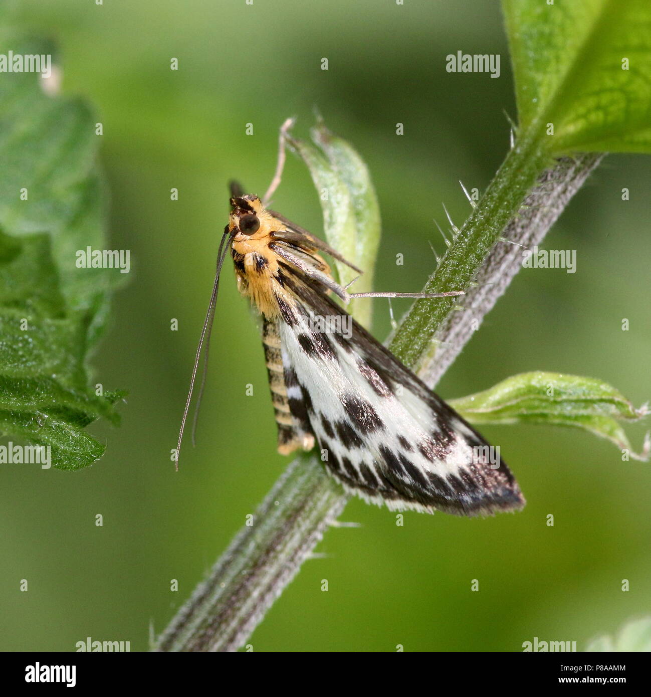 Les petits européens (Magpie Anania hortulata) - Geometridae Banque D'Images