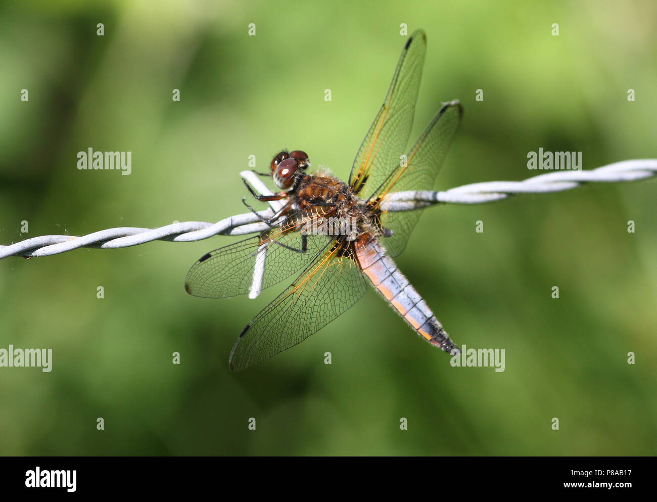 Rares européens chaser dragonfly (Libellula fulva) en libre Banque D'Images