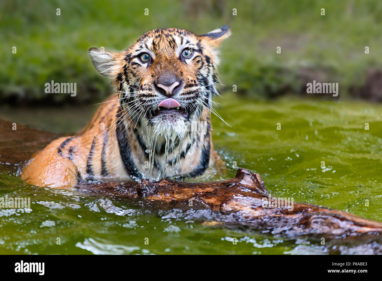 Bébé tigre indochinois, connu sous le nom de Panthera tigris Corbetti en latin, jouant dans l'eau, la Thaïlande Banque D'Images