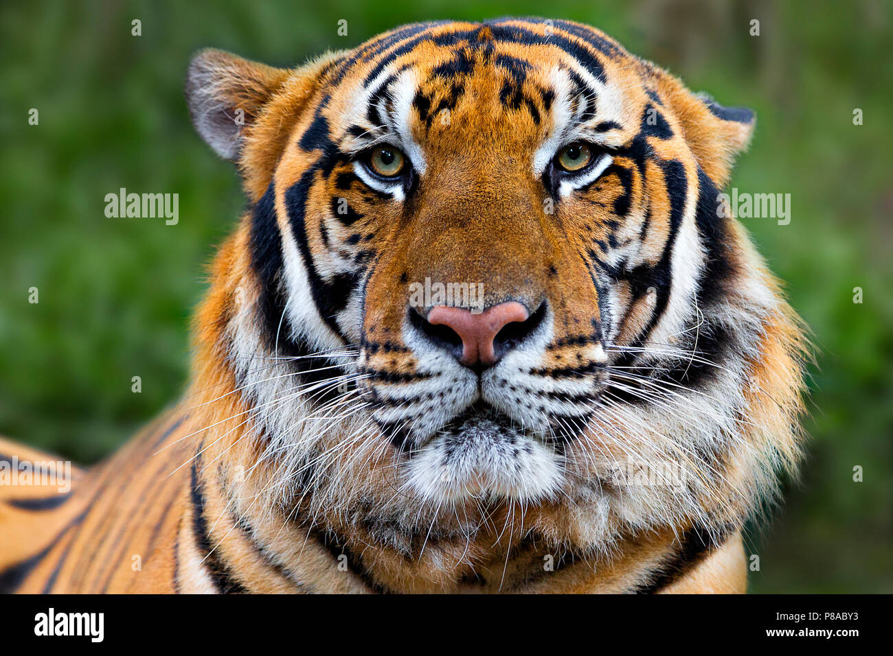 Connu sous le nom de tigres adultes indochinois, Panthera tigris Corbetti en Amérique, la Thaïlande. Banque D'Images