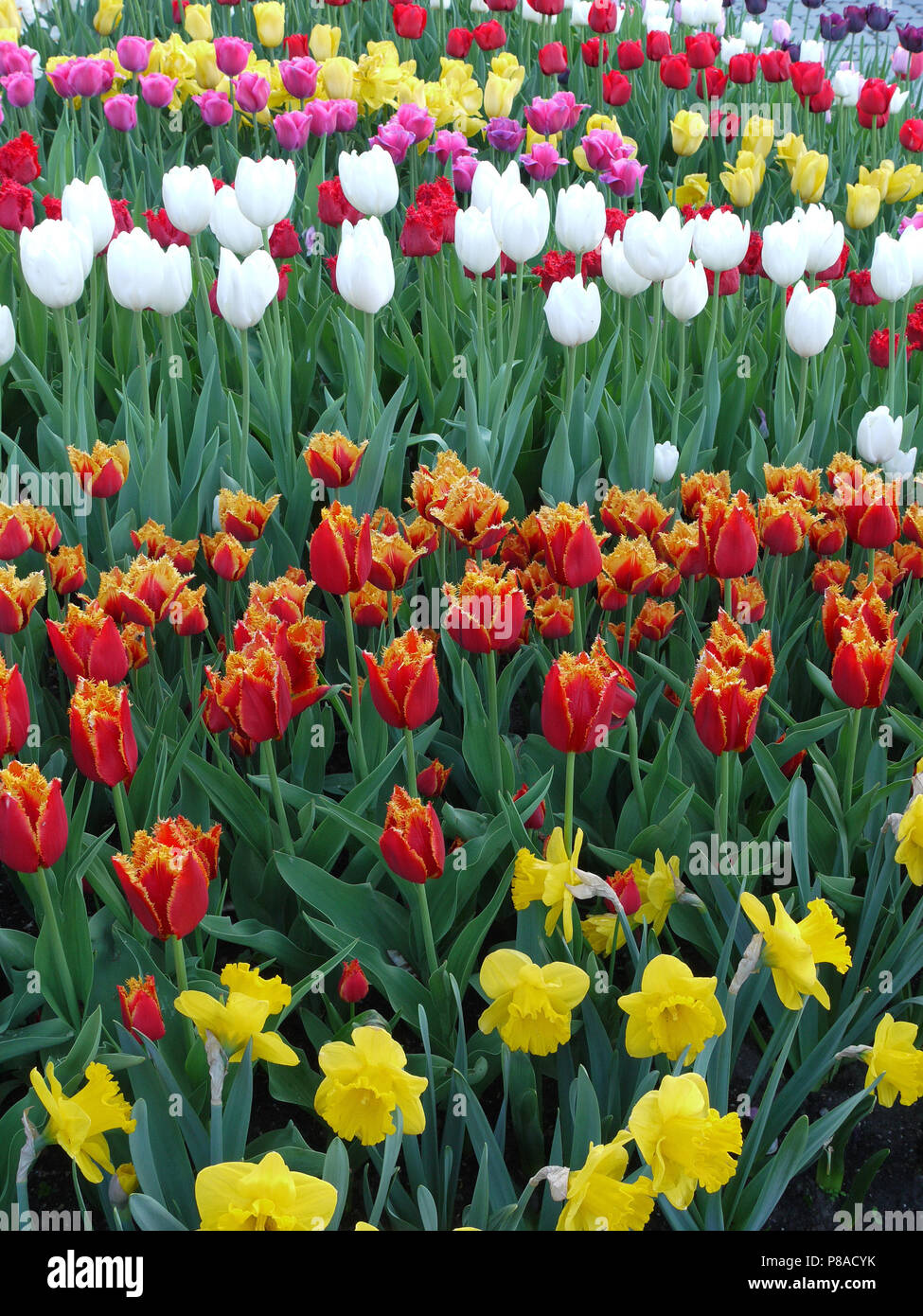Champ avec des rangées de tulipes de toutes les couleurs différentes. Il y a des rouge, jaune, blanc et même rose . Pour votre conception Banque D'Images