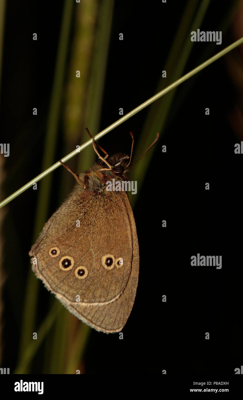 Ringlet Butterfly Banque D'Images