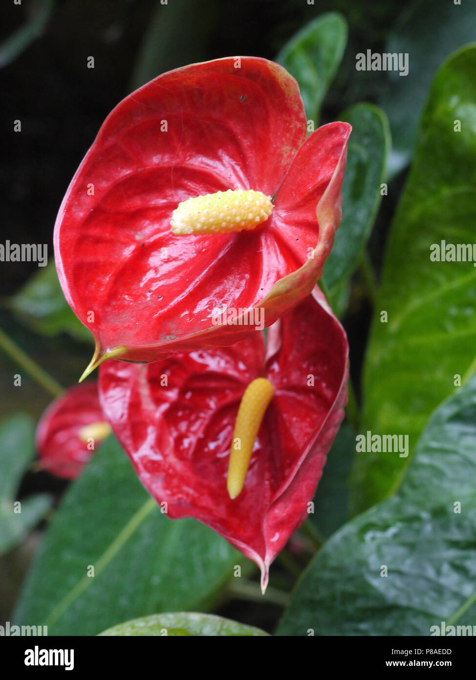 Intéressant très inhabituelle en forme de tasse de pétales de fleur rouge. Avec une tige jaune au milieu et de grandes feuilles vertes sous la tige. . Pour votre conception Banque D'Images Intéressant très inhabituelle en forme de tasse de pétales de fleur rouge. Avec une tige jaune au milieu et de grandes feuilles vertes sous la tige. . Pour votre conception Banque D'Images