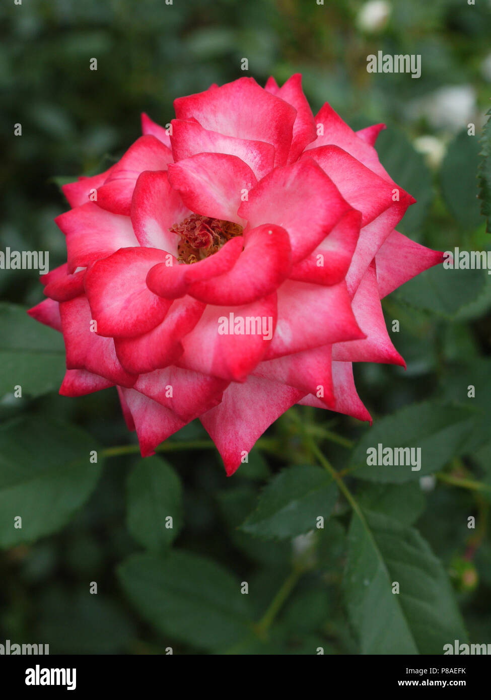 Reine Des Fleurs Rose Rose Avec Des Feuilles Vertes Sur Une Longue Tige Epineuse Pour Votre Conception Photo Stock Alamy