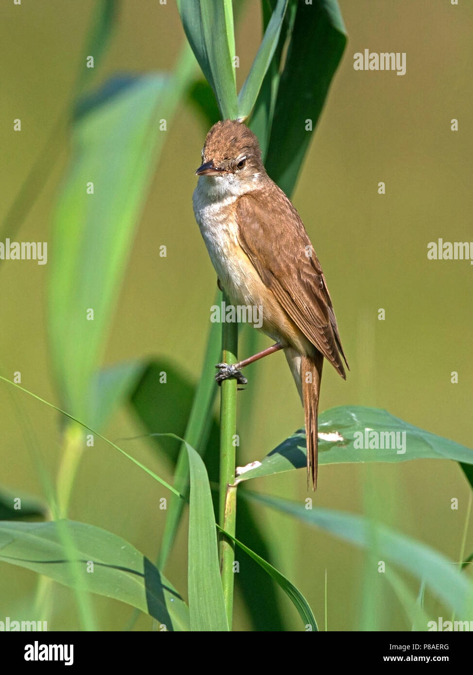 Grand reed warbler perché sur reed Banque D'Images