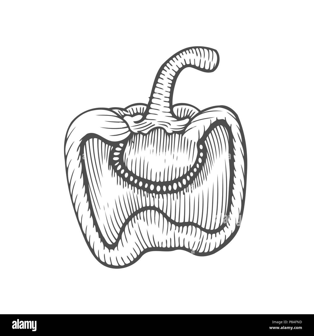 La moitié du poivre hand drawn vector illustration. Objet de style gravé de légumes. Poivron isolé. La nourriture végétarienne détaillé dessin. Marché à la ferme produ Illustration de Vecteur