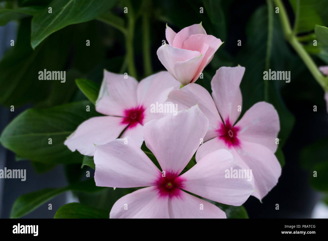 Belle Close up of Pink Flower Vinca également connu sous le nom de pervenche de Madagascar Catharanthus roseus et Banque D'Images