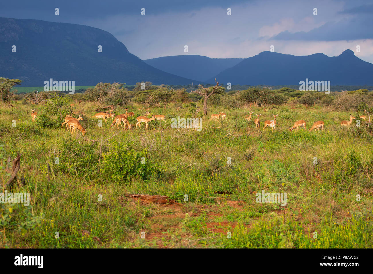 Un troupeau d'impalas Aepyceros melampus sauvage éclairé par la lumière de début de soirée sur le Zimanga Private Game Reserve sous l'ombre de Ghost Mountain. Banque D'Images