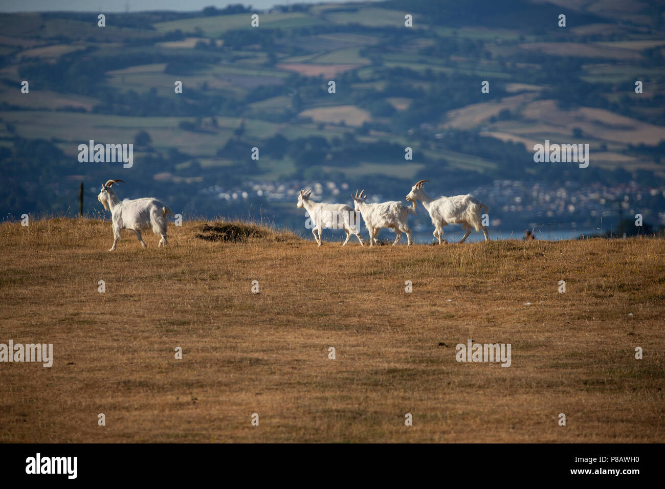 Un petit groupe de chèvres cachemire Capra falconeri sauvages errant sur le Great Orme pointe à l'aube Banque D'Images