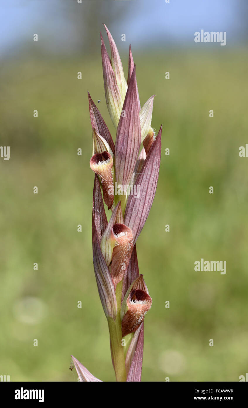 Charrue ou à lèvres Orchidée Serapias vomeracea - langue maternelle Banque D'Images