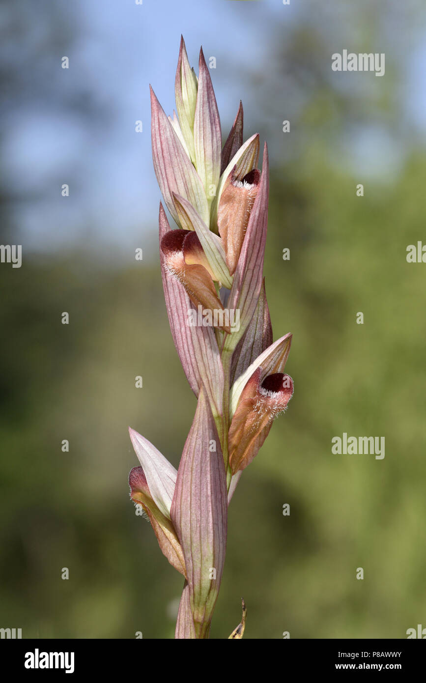 Charrue ou à lèvres Orchidée Serapias vomeracea - langue maternelle Banque D'Images
