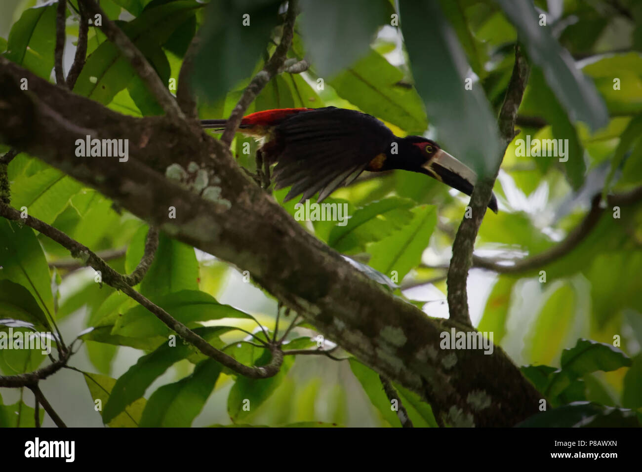 Un toucan coloré nommé „Collared aracari“ (Pteroglossus torquatus) vole à travers la jungle très dense et verte de l'Amérique centrale Banque D'Images