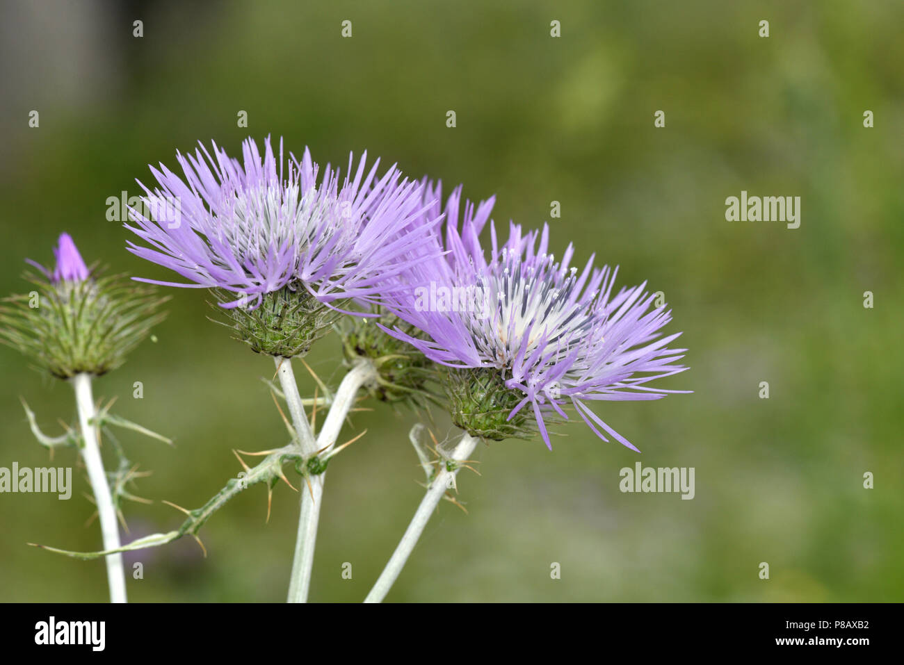 - Galactites Galactites tomentosa Banque D'Images