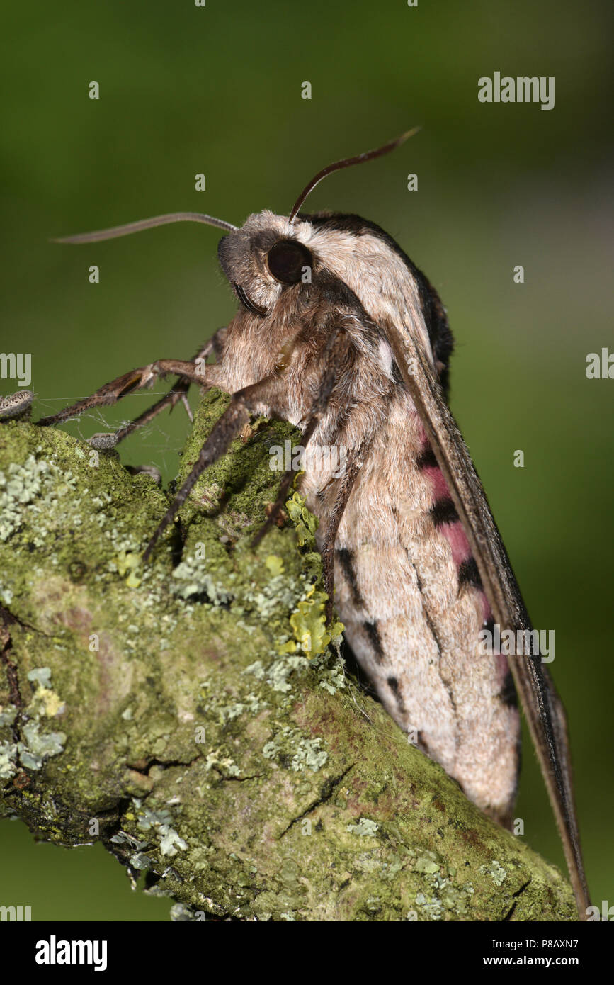 Privet Hawk-moth - Sphinx ligustri Banque D'Images