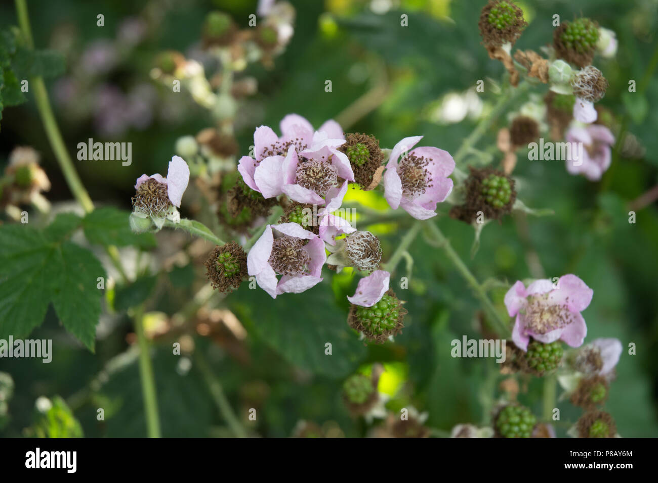 Blackberry sauvages fleurs roses et fruits verts formant Banque D'Images