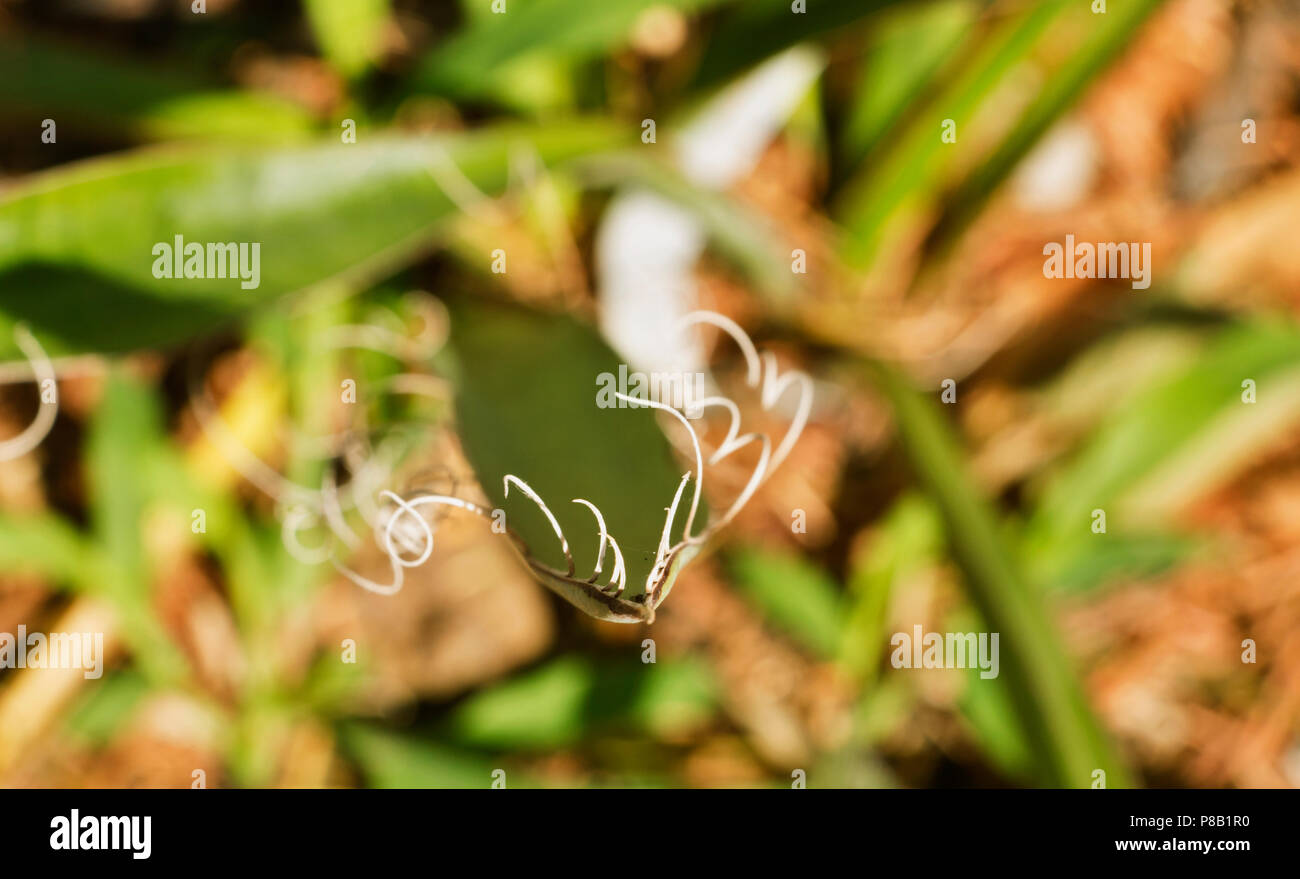 Feuille d'agave, plusieurs petits filaments blancs curl de marge de la feuille de la création d'un bel effet,selective focus , Banque D'Images