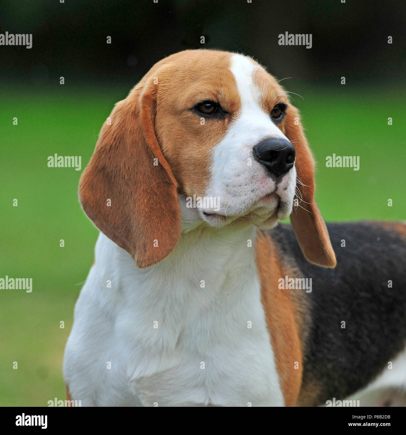 Beagle dog outside Banque de photographies et d'images à haute résolution -  Alamy