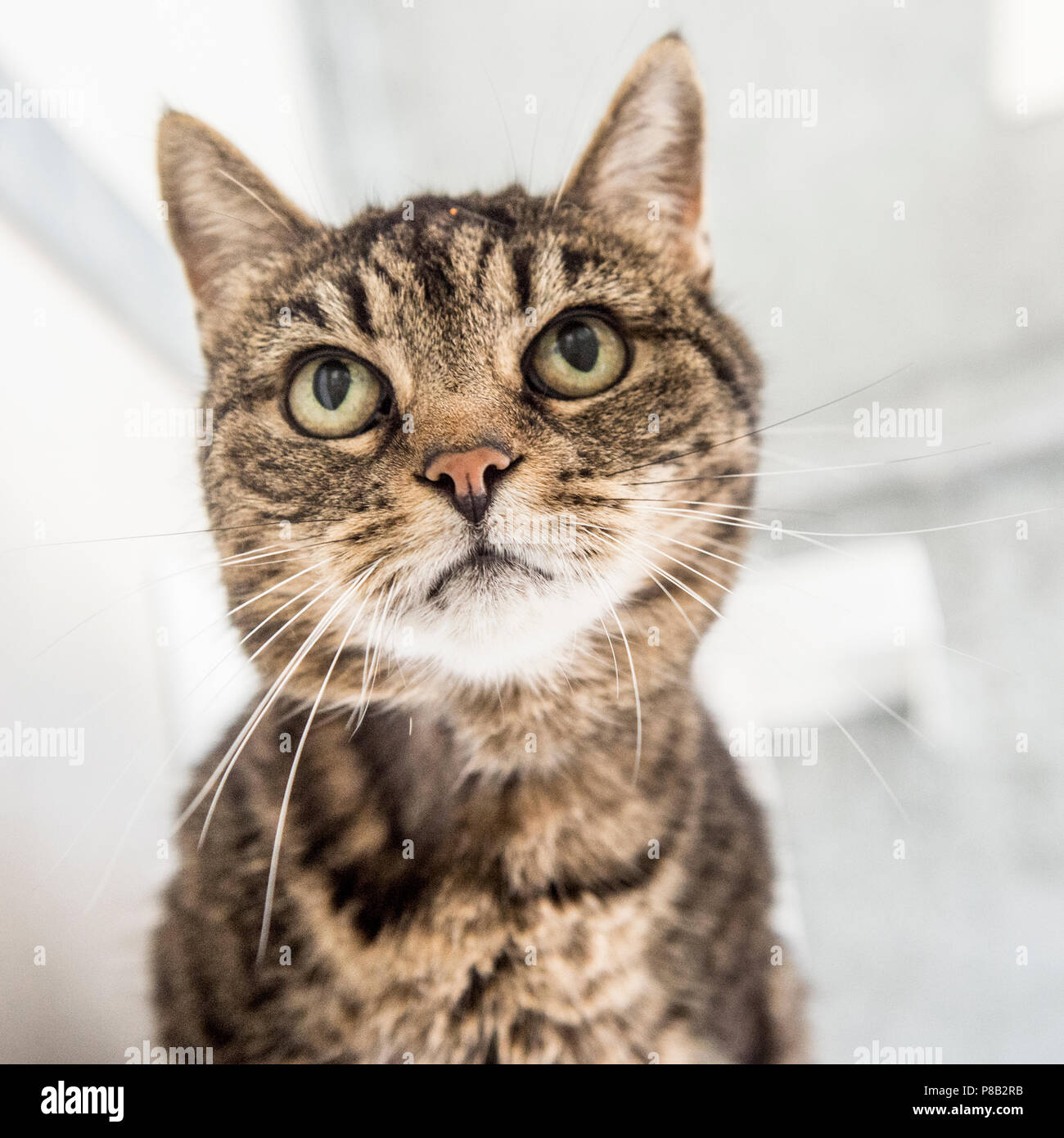 Chat tigré Banque D'Images