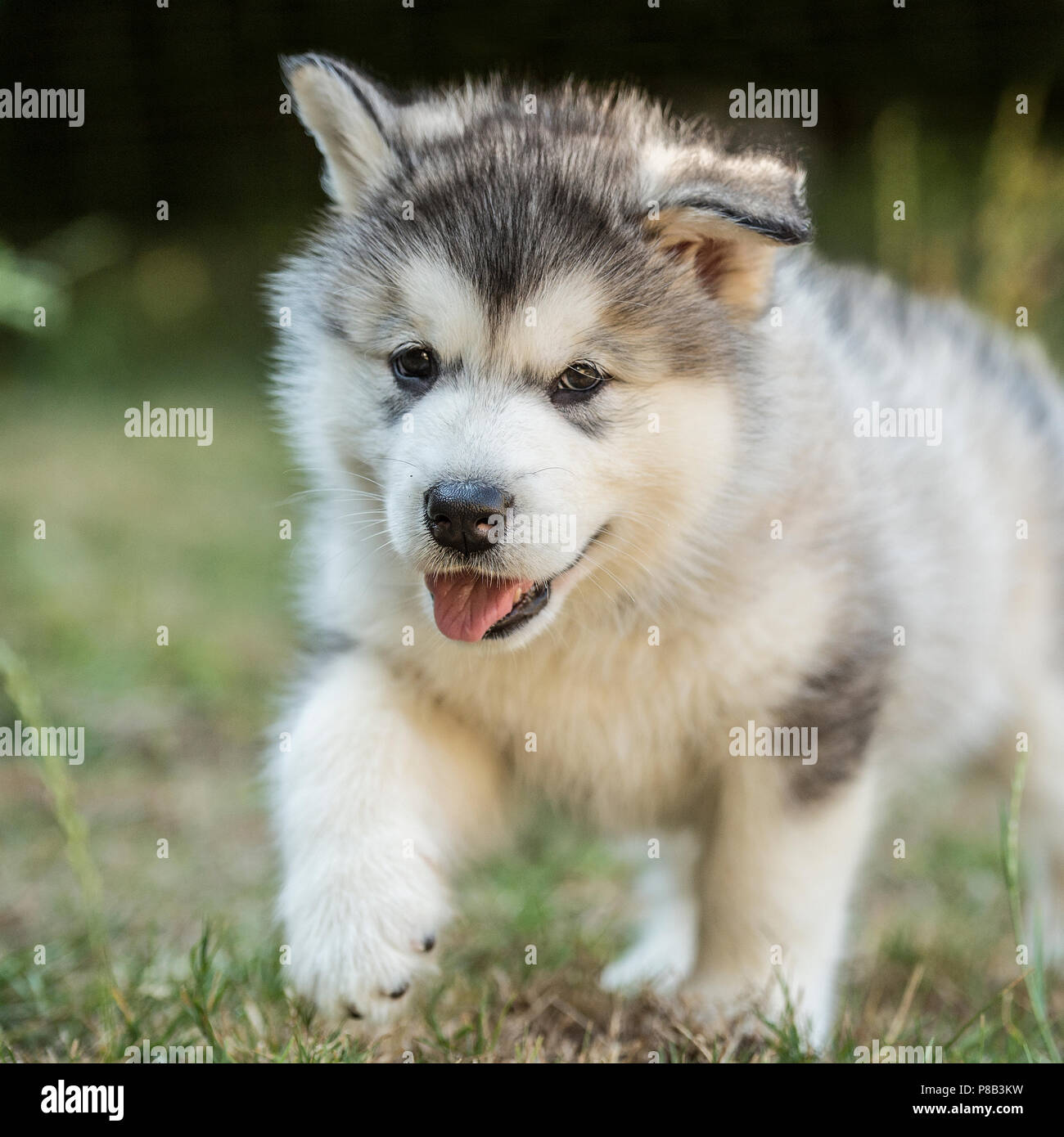 Chiot malamute d'Alaska Banque D'Images