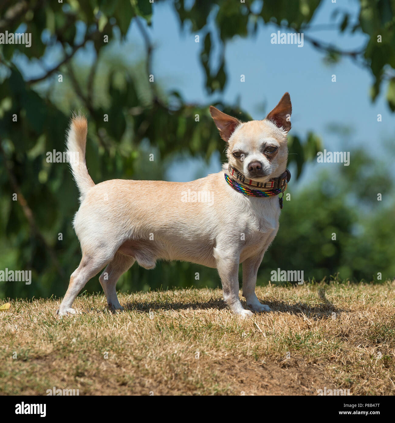Chihuahua enduit lisse Banque D'Images