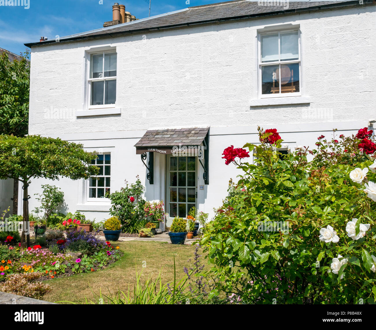 Cottage blanc pittoresque appelé Hawthorn Cottage avec des roses et un jardin fleuri coloré en été, Berwick Nord, Lothian est, Écosse, Royaume-Uni Banque D'Images