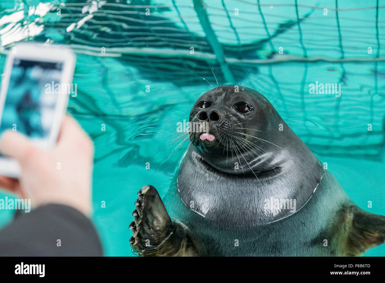 Focus sélectif de la personne avec le smartphone photographiant sea lion dans l'eau, lac Baïkal, listvyanka, Russie Banque D'Images