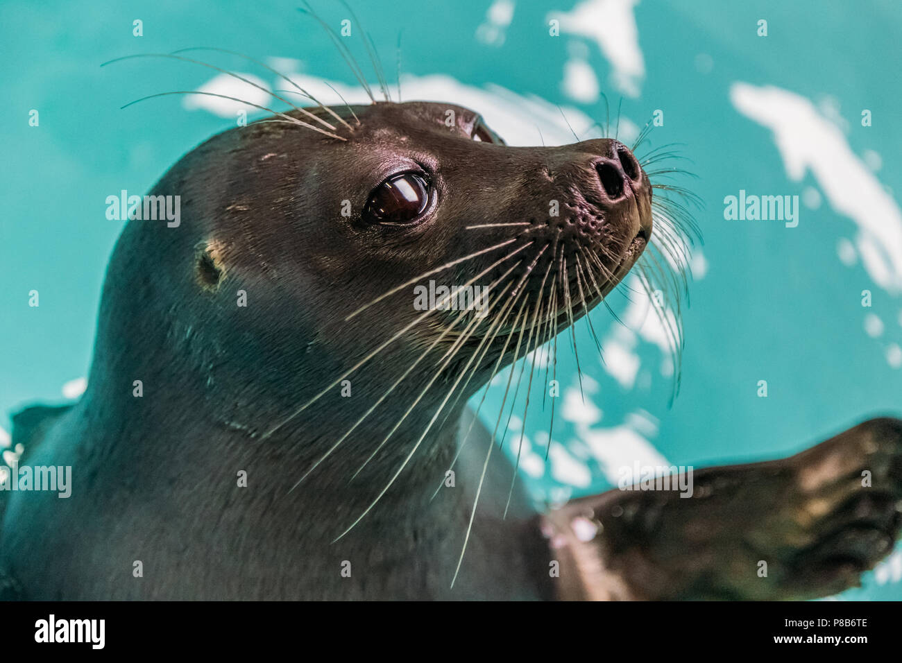Close-up view of sea lion adorable en bleu de l'eau, lac Baïkal, listvyanka, Russie Banque D'Images
