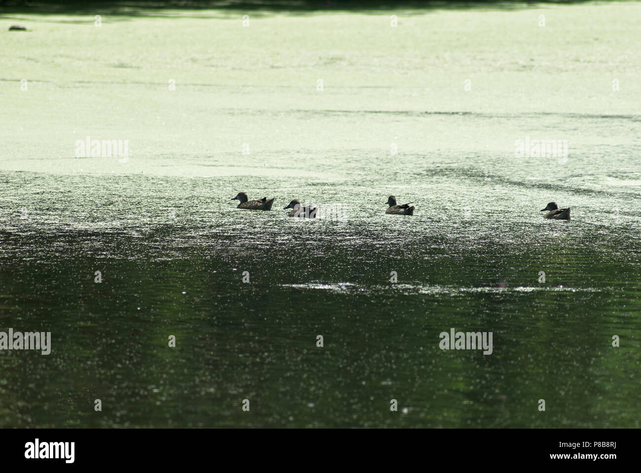 Les canards non identifiés, quelque part dans la péninsule du Yucatan, Mexique Banque D'Images