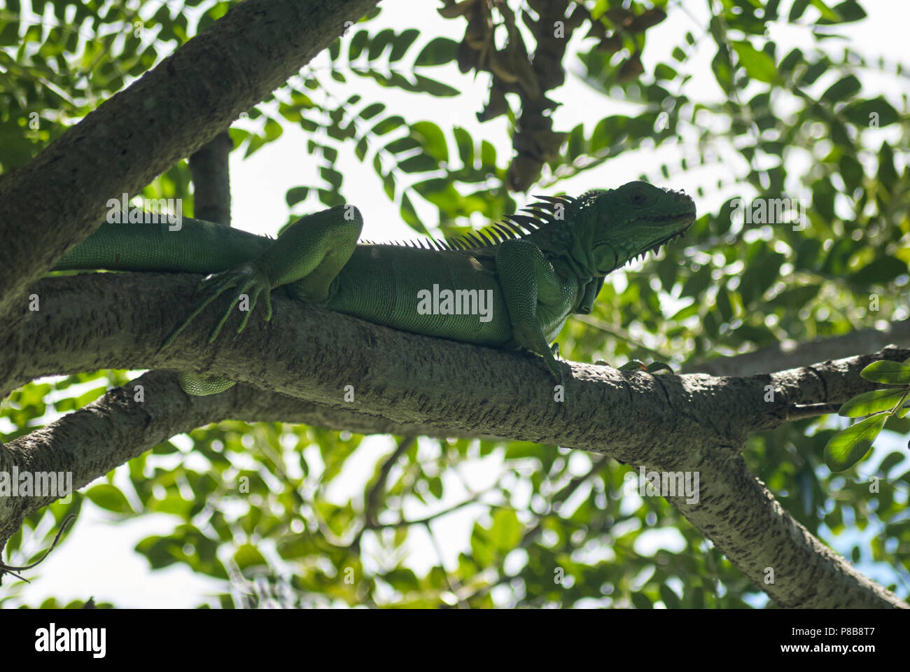 La Iguana (Iguana iguana), également appelé American iguane, sur une branche d'arbre. Banque D'Images