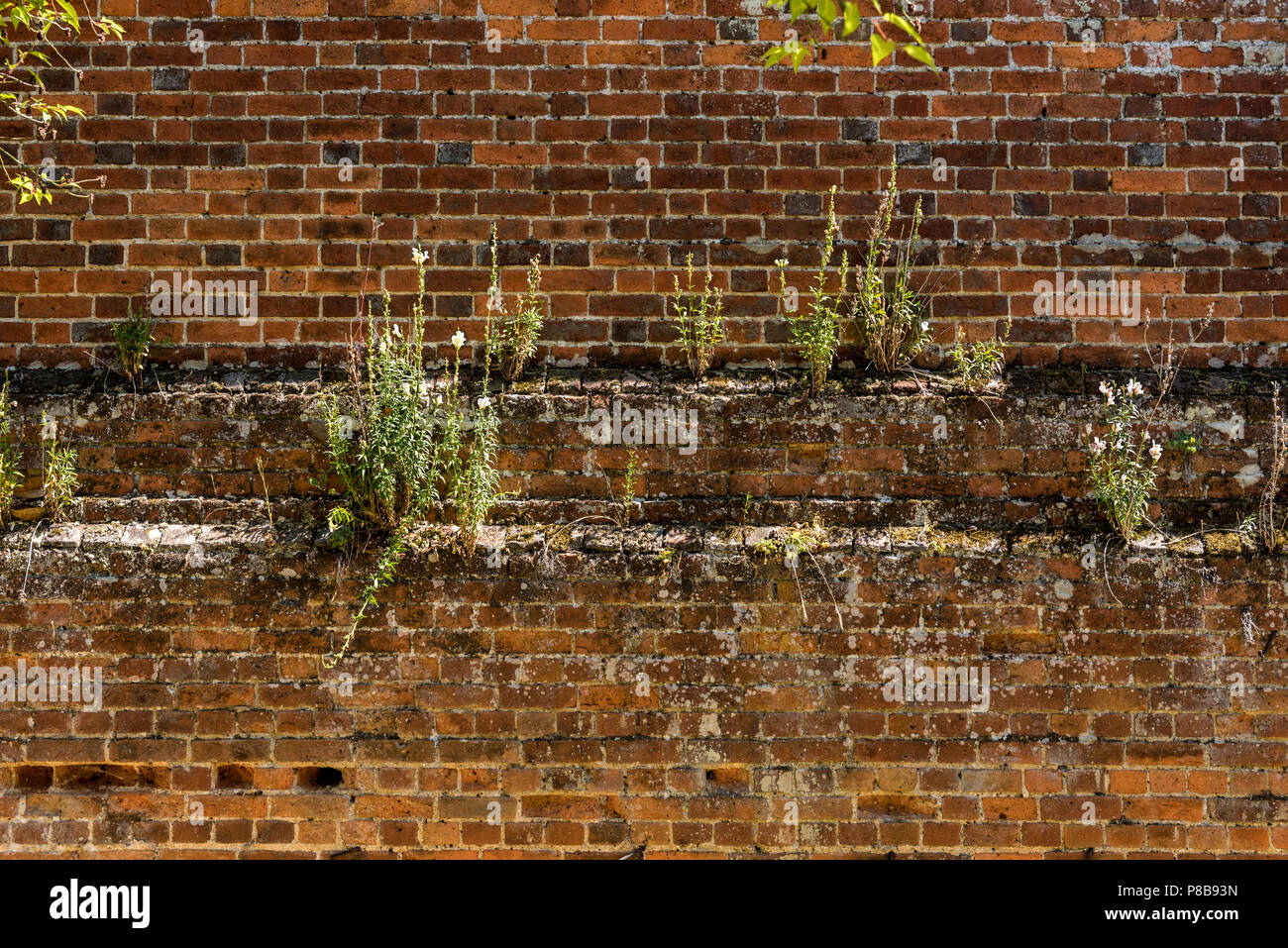 Jardins et Arboretum de marques Coggeshall Colchester, Essex, UK.18e siècle en brique-mur.1700, l'architecture, à la maçonnerie. Vieux Mur de fleurs Banque D'Images