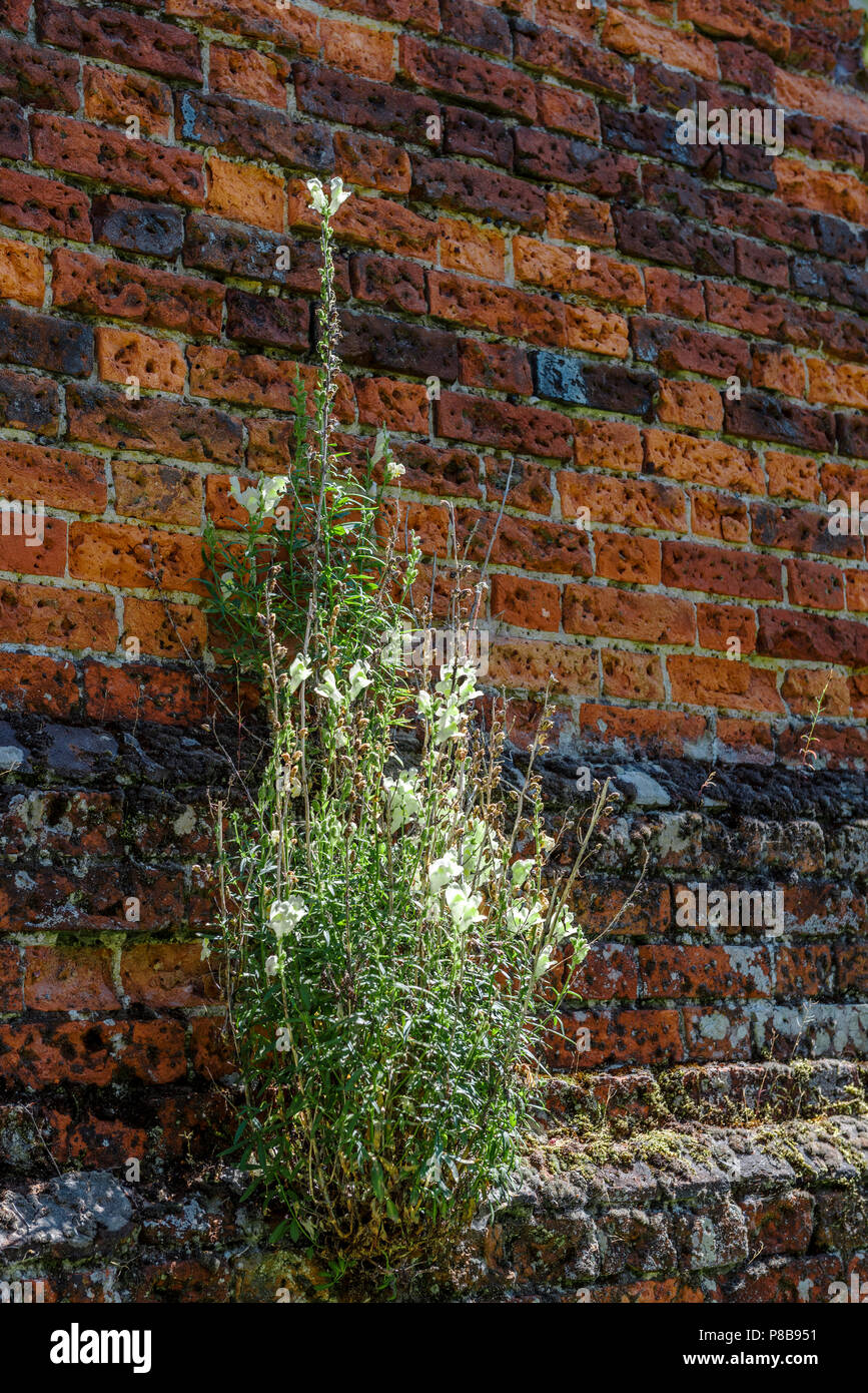 Jardins et Arboretum de marques Coggeshall Colchester, Essex, UK.18e siècle en brique-mur.1700, l'architecture, à la maçonnerie. Vieux Mur de fleurs Banque D'Images
