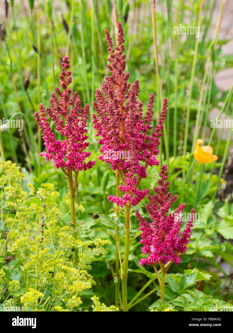 Fleur rose foncé midsummer panicules de la fausse barbe, Astilbe 'Thunder and Lightning' Banque D'Images