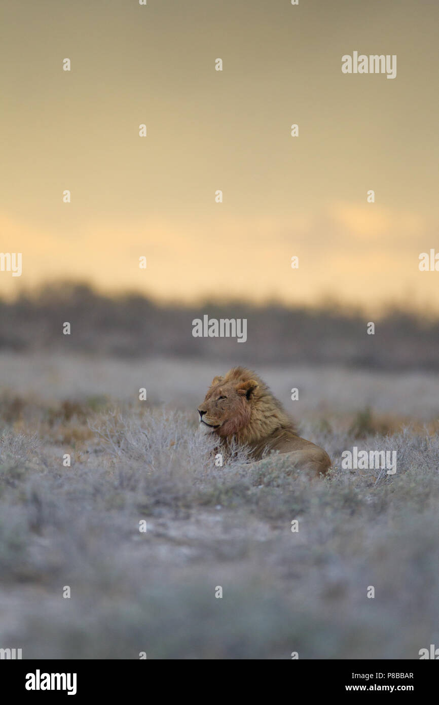 Lion mâle d'Etosha au coucher du soleil Banque D'Images