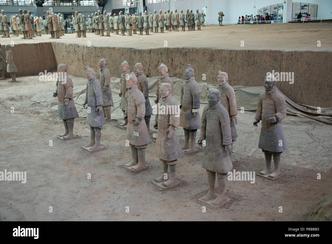 Sculptures de l'Armée de terre cuite au Musée des soldats en terre cuite de Qin et les chevaux