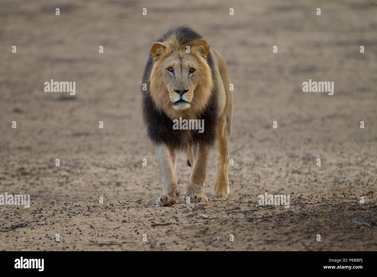 La crinière noire Kalahari desert lion portrait Banque D'Images