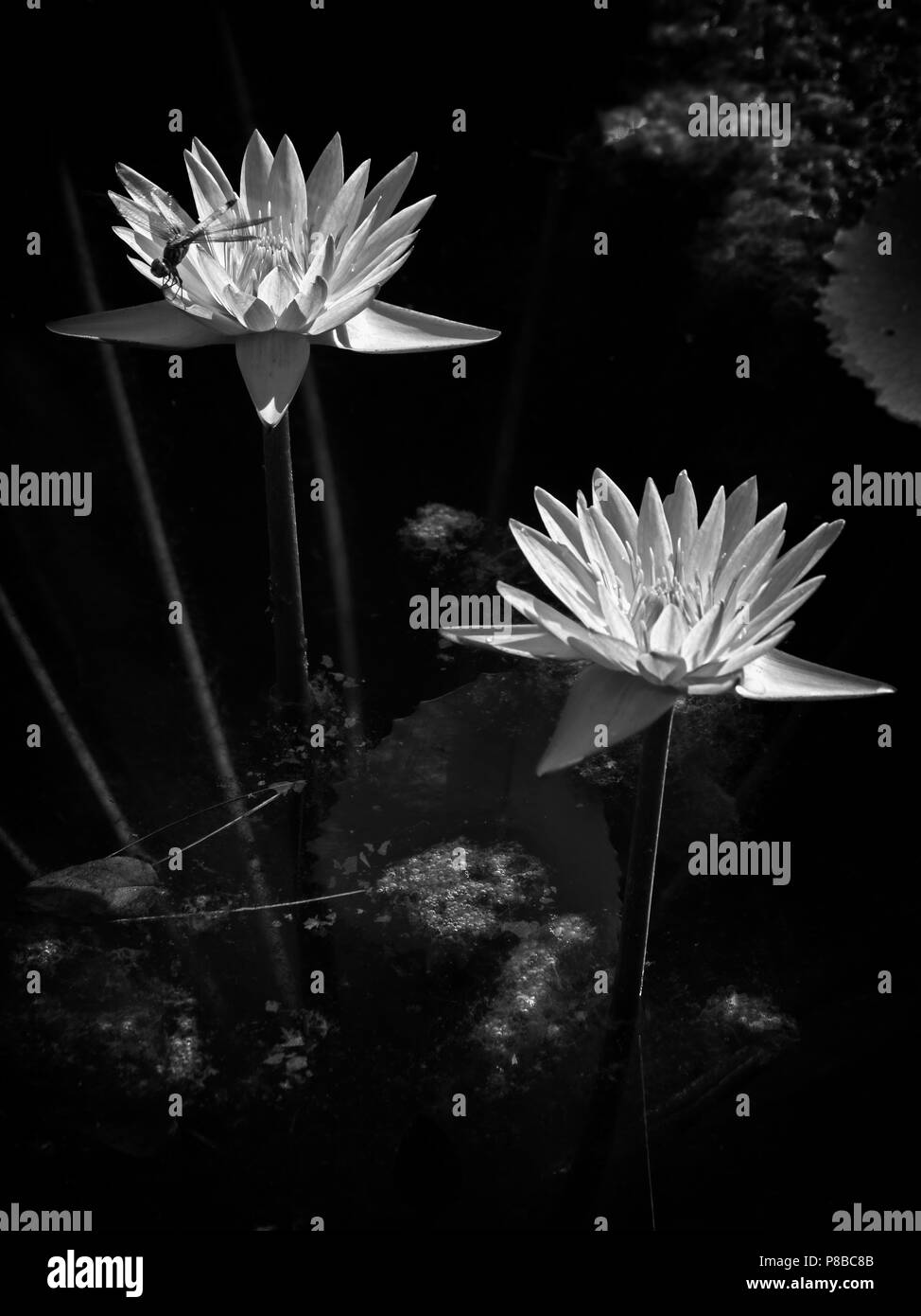 The Woodlands TX USA - 5 juin 2018 - Libellule sur Water Lily 3 en B&W Banque D'Images