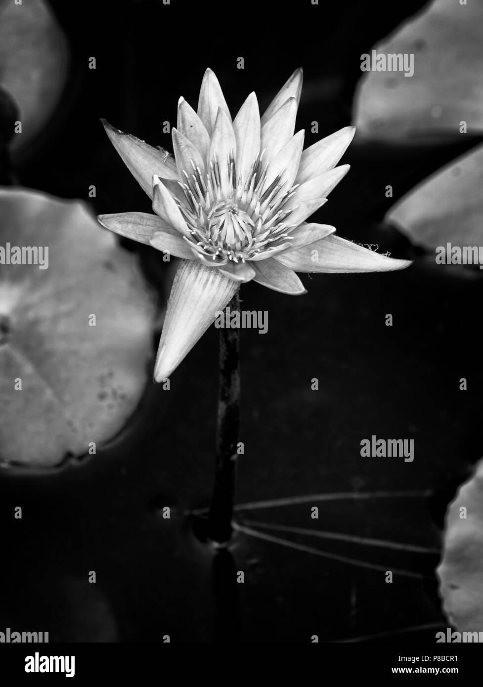 The Woodlands TX USA - 5 juin 2018 - Water Lily 1 Banque D'Images