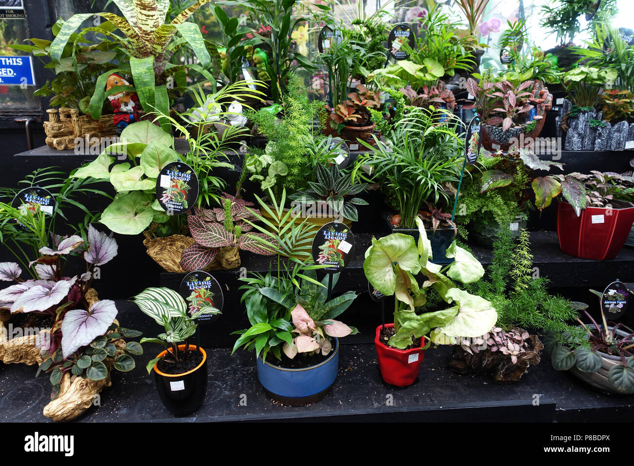 Sélections de plantes d'intérieur dans des pots décoratifs Banque D'Images