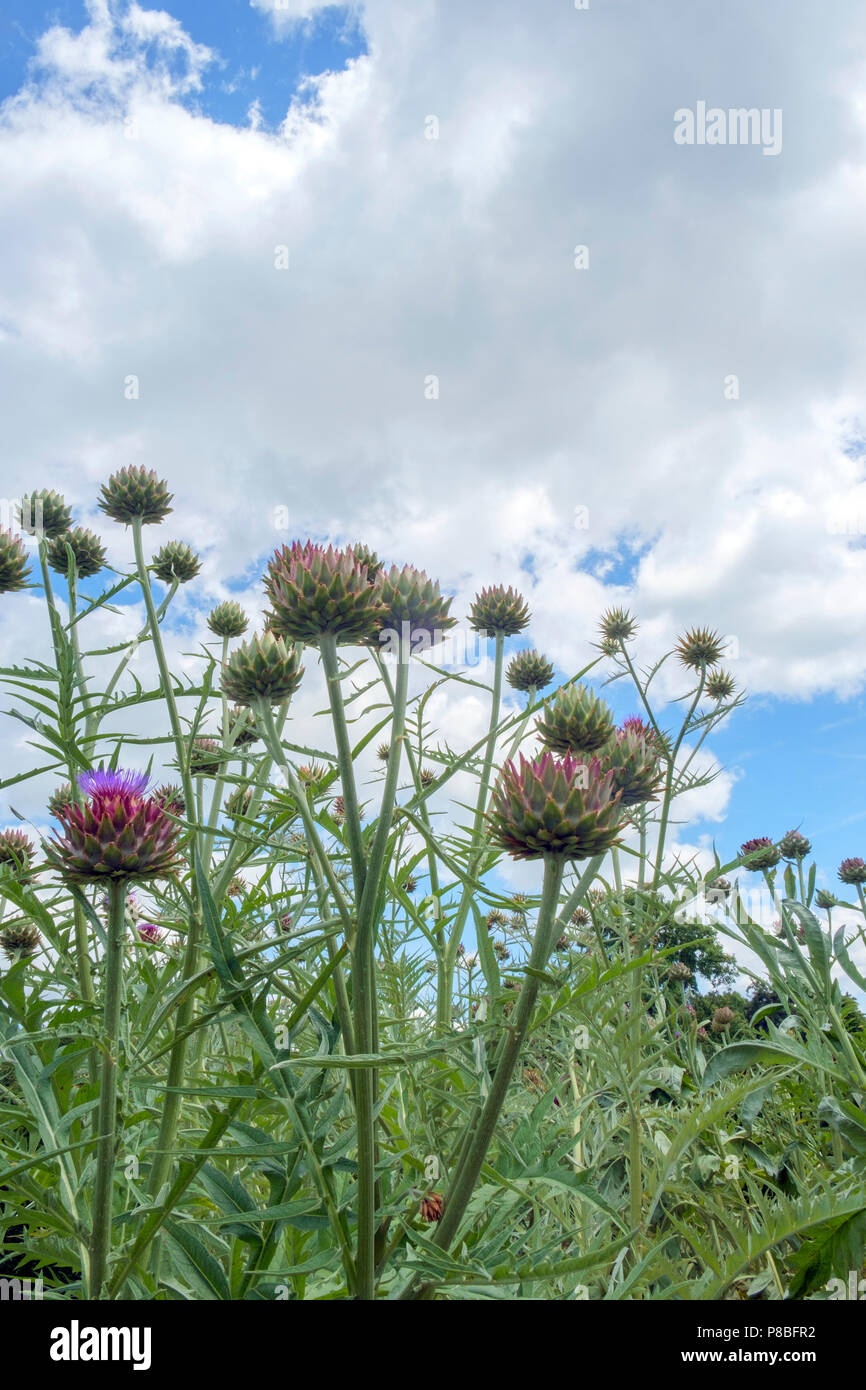 Jusqu'à la floraison des artichauts à la frontière dans un jardin Banque D'Images