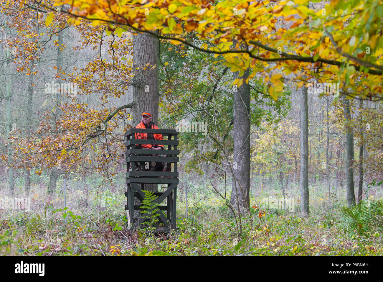 Big game hunter habillé en orange en attente soulevées masquer pour tirer le chevreuil en forêt durant la saison de chasse à l'automne Banque D'Images