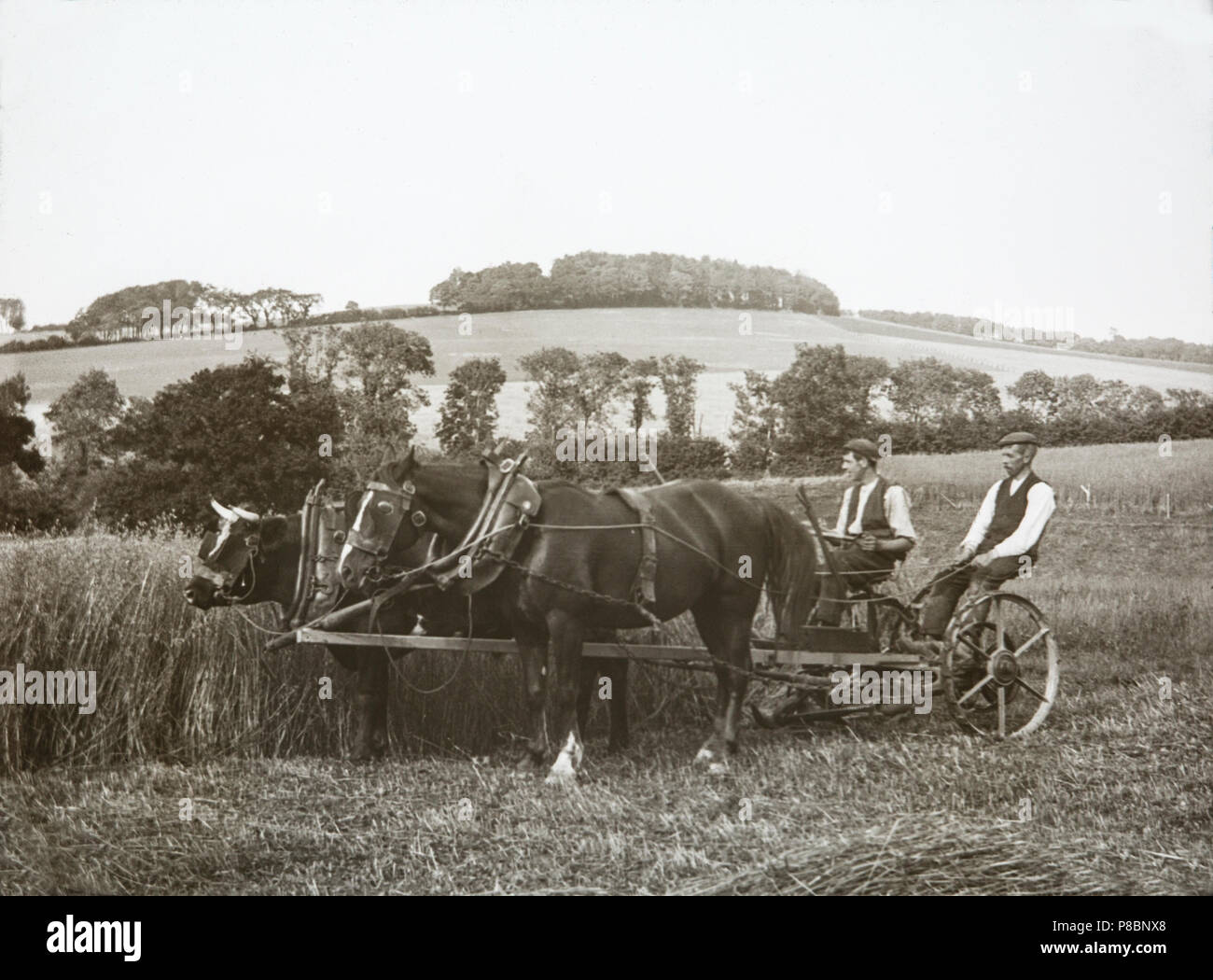 Fin du xixe siècle une photographie montrant deux hommes dans un chariot tiré par un cheval et un taureau, entouré de champs, en Angleterre. Présente la vie agricole dans cette période. Banque D'Images