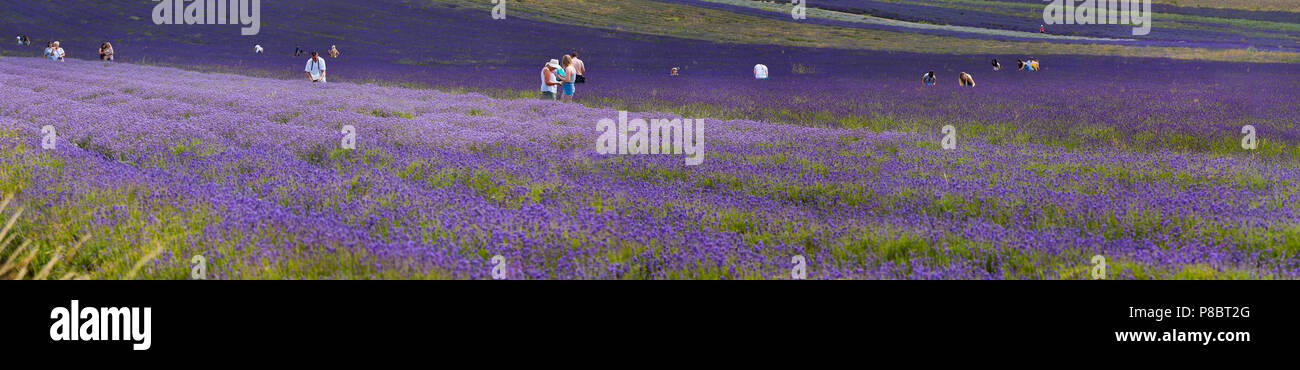 Lavender Farm dans Hitchin, UK, avec les visiteurs, l'été Banque D'Images