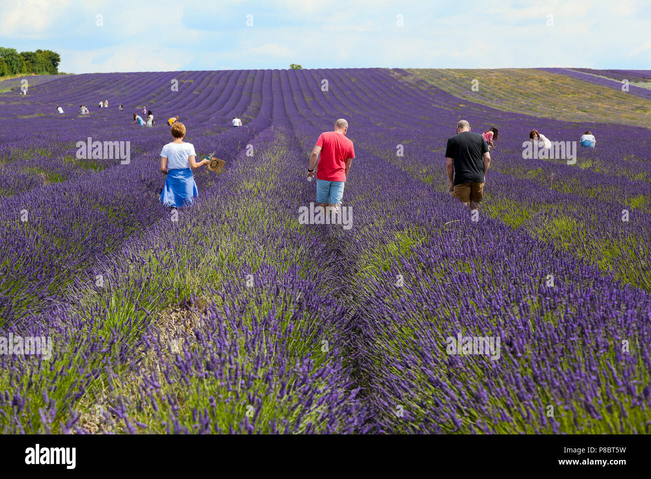 Lavender Farm dans Hitchin, UK, avec les visiteurs, l'été Banque D'Images