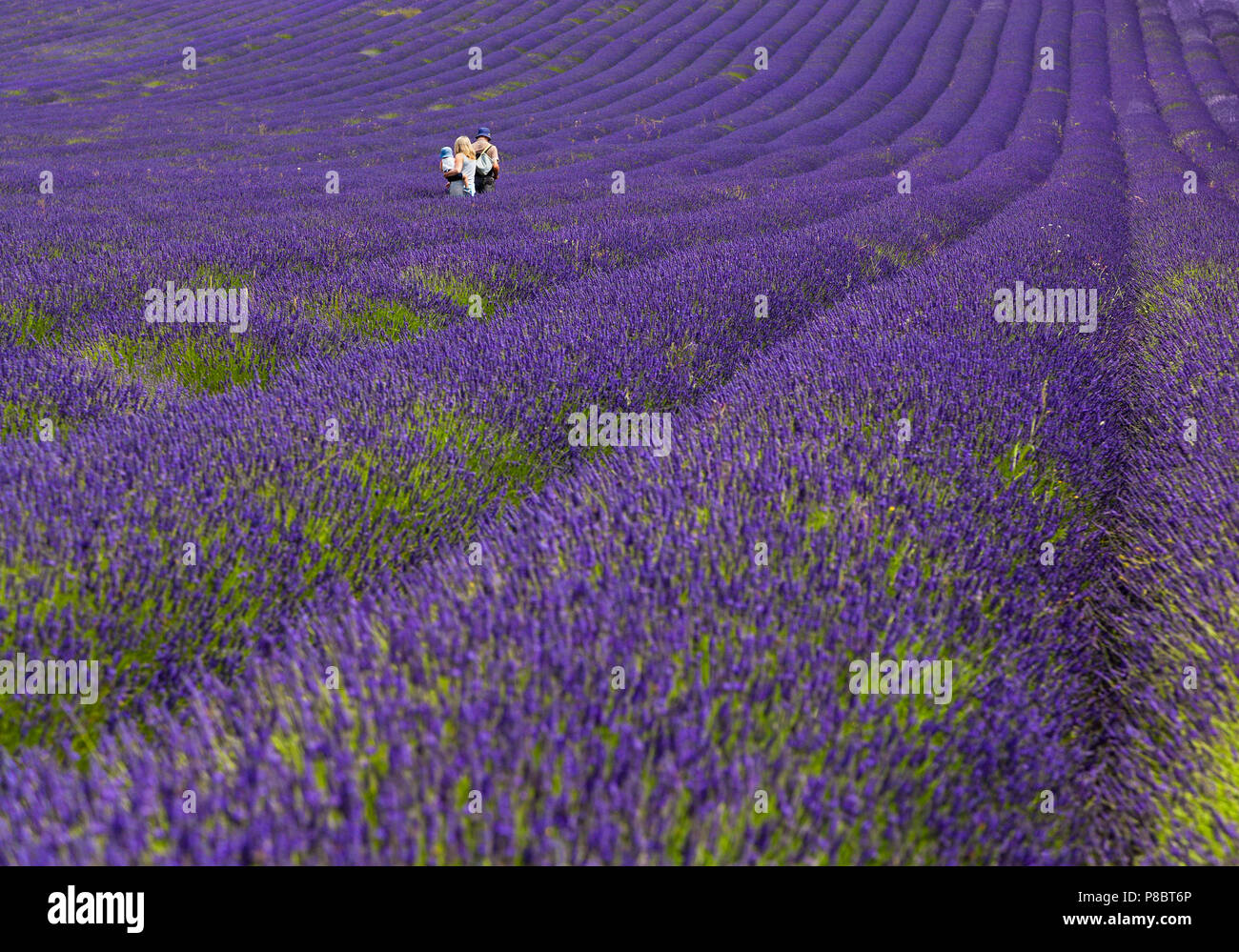 Lavender Farm dans Hitchin, UK, avec les visiteurs, l'été Banque D'Images