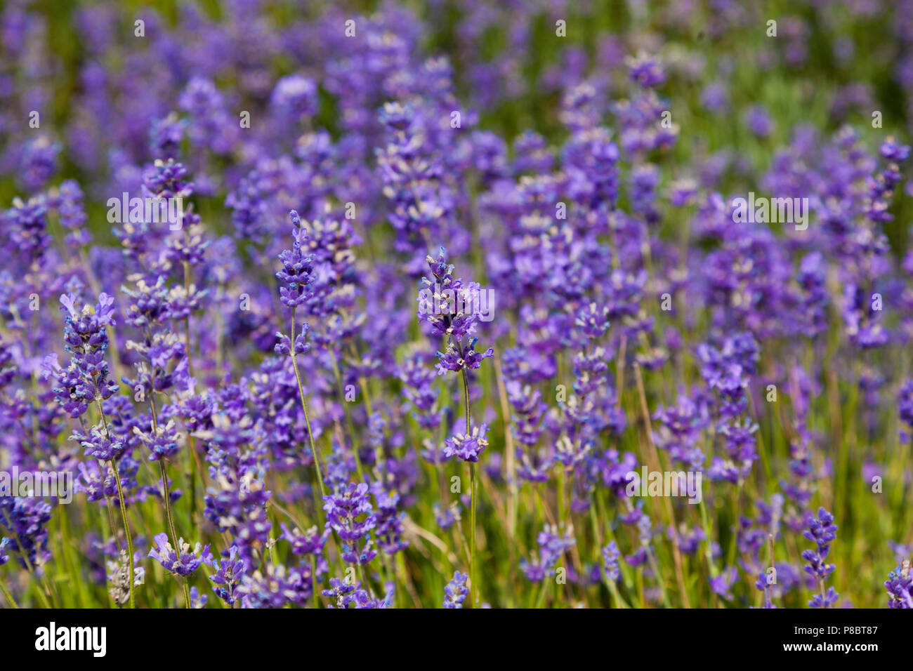 Des fleurs de lavande, soleil lumineux Banque D'Images